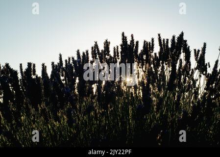 Alba in una fattoria di lavanda a Sequim, Washington Foto Stock