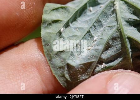 Insetti parassiti, afide, sui germogli e frutti di piante, Spider acaro sui fiori. Pepato foglie attaccate da insetti maligni. Foto Stock