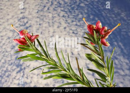 Grevillea 'Bonnie Prince Charlie' contro il cielo sgombro Foto Stock