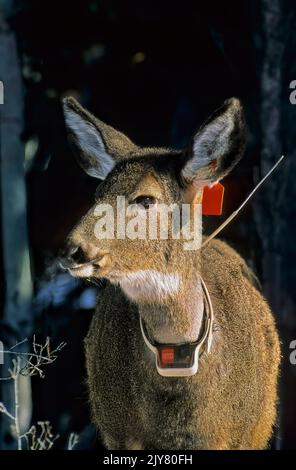 Un ritratto da vicino di un cervo dalla coda bianca "Odocoileus virginanus", un collardo e taggato da pesci e animali selvatici della British Columbia per seguire il movimento del gregge di cervi Foto Stock