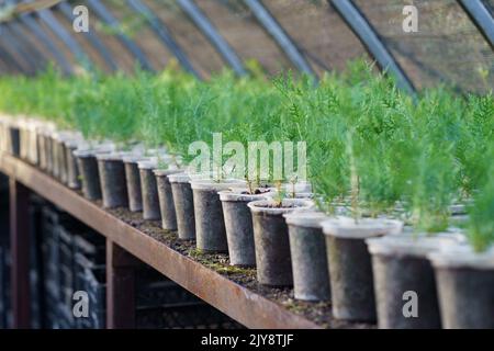 I giovani alberi di conifere crescono in piccoli vasi messi su bancone in lunghe file sotto copertura protettiva Foto Stock