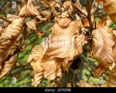 foglie d'autunno essiccate e dorate. sfondo naturale. Foto Stock