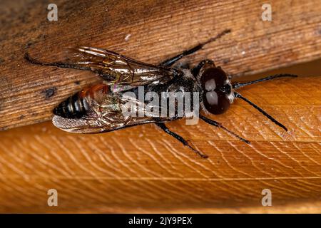 Adulto maschio Wasp del genere Astata Foto Stock