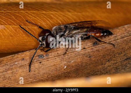 Adulto maschio Wasp del genere Astata Foto Stock