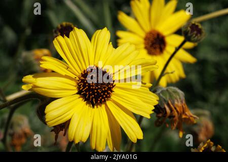 Le infiorescenze della testa di Encelia californica, Asteraceae, arbusto nativo nelle montagne di Santa Monica, Springtime, irradiano la fioritura gialla della testa. Foto Stock