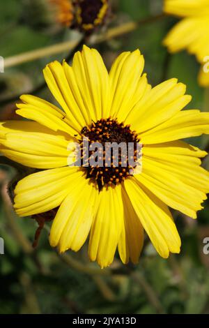 Le infiorescenze della testa di Encelia californica, Asteraceae, arbusto nativo nelle montagne di Santa Monica, Springtime, irradiano la fioritura gialla della testa. Foto Stock