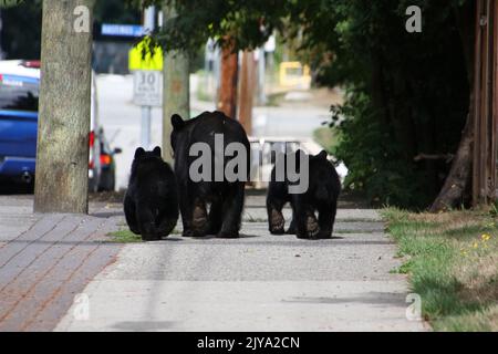 Un orso della madre ed i suoi tre cuccioli che camminano hanno seminato un marciapiede nei sobborghi Foto Stock