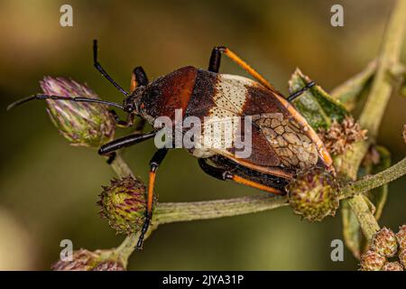 Pianta adulto bordata Bug della specie Largus balteatus Foto Stock