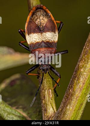 Pianta adulto bordata Bug della specie Largus balteatus Foto Stock