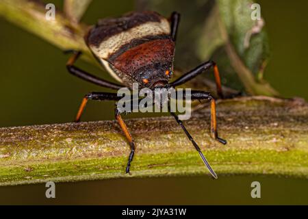 Pianta adulto bordata Bug della specie Largus balteatus Foto Stock