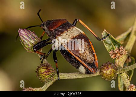 Pianta adulto bordata Bug della specie Largus balteatus Foto Stock