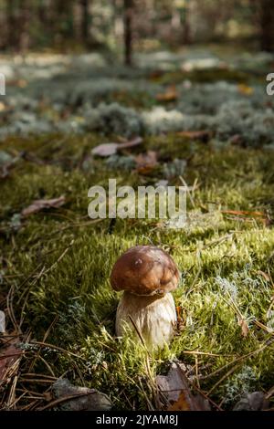 Funghi porcini edulis commestibili che crescono nella muschio. Bella scena di sole Foto Stock