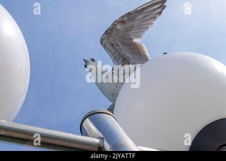 Gabbiano giovane seduto su lampada, molo, Kühlungsborn, Meclemburgo-Pomerania occidentale, Germania Foto Stock