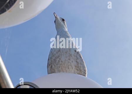 Gabbiano giovane seduto su lampada, molo, Kühlungsborn, Meclemburgo-Pomerania occidentale, Germania Foto Stock