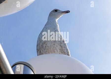 Gabbiano giovane seduto su lampada, molo, Kühlungsborn, Meclemburgo-Pomerania occidentale, Germania Foto Stock