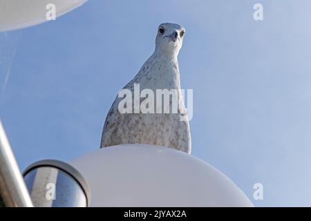 Gabbiano giovane seduto su lampada, molo, Kühlungsborn, Meclemburgo-Pomerania occidentale, Germania Foto Stock