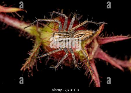 Striped Lynx Spider del genere Oxyopes Foto Stock