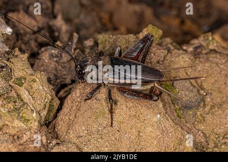 Campo da cricket adulto del genere Gryllus Foto Stock