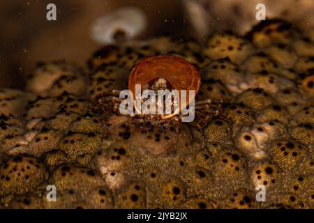 Femmina adulto Bont Tick della specie Amblyomma rotundatum Foto Stock