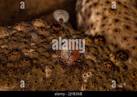 Femmina adulto Bont Tick della specie Amblyomma rotundatum Foto Stock