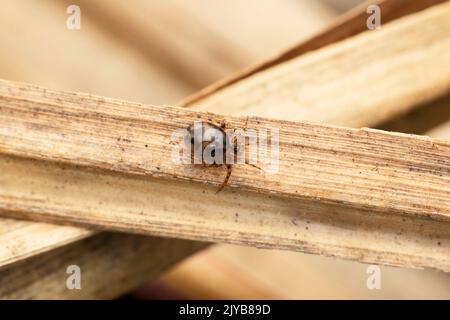 Tiny comb footed ragno , Phycosoma martinae, Satara, Maharashtra, India Foto Stock