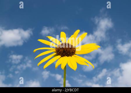 Questa foto di un girasole contro il cielo (helianthus annuus) è stata scattata a Eagle Idaho USA nel 2022. Foto Stock