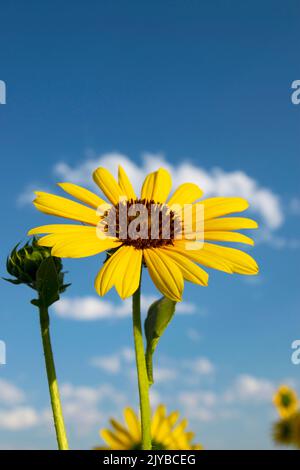 Questa foto verticale di un girasole con cielo blu (helianthus annuus) è stata scattata nell'Eagle Idaho USA nel 2022. Foto Stock
