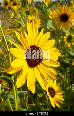 Questa foto di un gruppo di girasole (helianthus annuus) è stata scattata a Eagle Idaho USA nel 2022. Foto Stock