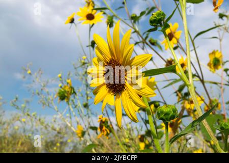 Questa foto di diversi girasolfo (helianthus annuus) è stata scattata a Eagle Idaho USA nel 2022. Foto Stock