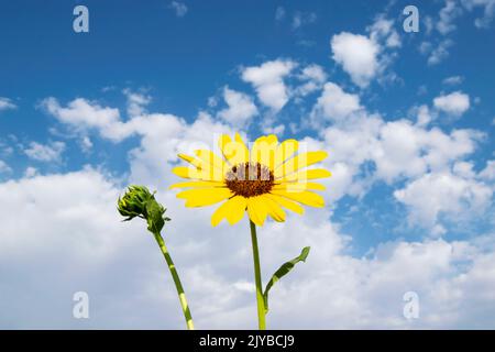 Questa foto di un girasole con cielo blu (helianthus annuus) è stata scattata a Eagle Idaho USA nel 2022. Foto Stock