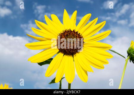 Questa foto di primo piano di un girasole (helianthus annuus) è stata scattata a Eagle Idaho USA nel 2022. Foto Stock