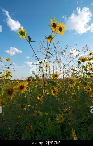 Questa foto di un gruppo di girasole (helianthus annuus) è stata scattata a Eagle Idaho USA nel 2022. Foto Stock
