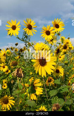 Questa foto di un gruppo di girasoli (helianthus annuus) è stata scattata a Eagle, Idaho, USA nel 2022. Foto Stock