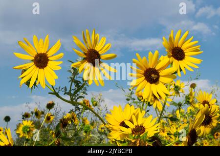 Questa foto di girasoli (helianthus annuus) è stata scattata a Eagle Idaho USA nel 2022. Foto Stock