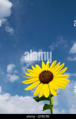 Questa foto di un girasole (helianthus annuus) è stata scattata a Eagle Idaho nel 2022. Foto Stock