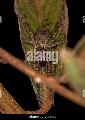 Piccolo fantasma Spider della famiglia Anyphaenidae Foto Stock