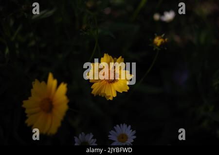 Lancia-leaf Coreopsis (Coreopsis lanceolata L.) in ambiente naturale Foto Stock