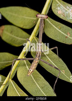 Piccola ninfa Mantide del genere Oxyopsis Foto Stock