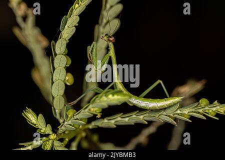 Piccola ninfa Mantide del genere Oxyopsis Foto Stock