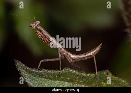 Piccola ninfa Mantide del genere Oxyopsis Foto Stock