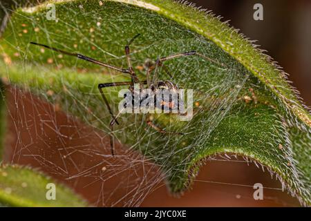 Maschio Brown Widow della specie Latrodectus geometricus Foto Stock