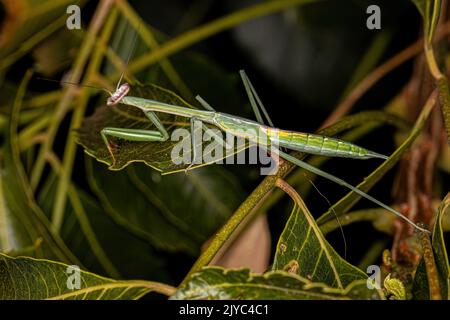 Piccola ninfa Mantide del genere Oxyopsis Foto Stock