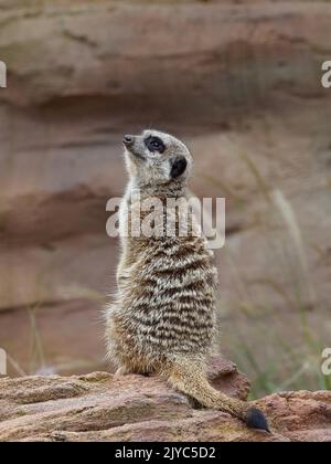 Vigile Argus-eyed Meerkat nella bellezza naturale. Foto Stock