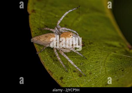 Adulto femmina Striped Lynx Spider del genere Oxyopes Foto Stock