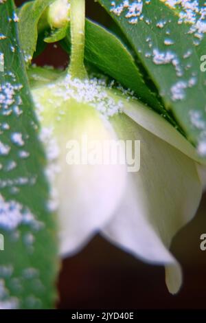 Il fiore di Natale (Helleboro) è raffigurato in primo piano. Questo fiore insolito fiorisce in inverno Foto Stock