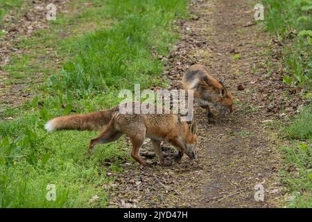 Foraging anche risultati in invidia di cibo Foto Stock