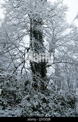 La foresta subtropicale è coperta di neve. Boschi di cornici. Cataclisma meteorologico, fluttuazione climatica Foto Stock