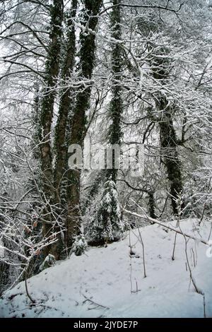 La foresta subtropicale è coperta di neve. Boschi di cornici. Cataclisma meteorologico, fluttuazione climatica Foto Stock