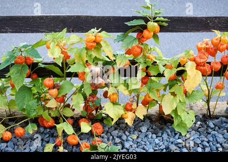 Physalis alkekengi, pianta di arbusto close-up in ciliegio vescica nei colori rosso arancio brillante. Foto Stock