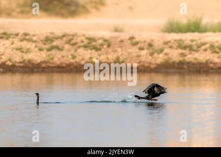 cormorano nell'acqua , il cormorano è un membro della famiglia cormorana di uccelli marini Foto Stock